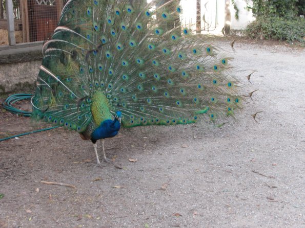 Peacock
