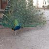 View the image: Peacock