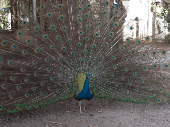 Peacock