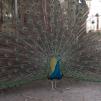View the image: Peacock