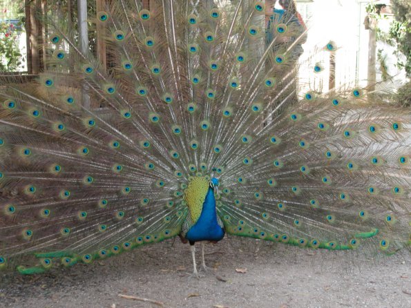 Peacock