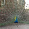 View the image: Peacock