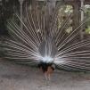 View the image: Peacock