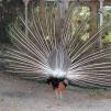 View the image: Peacock