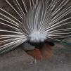 View the image: Peacock