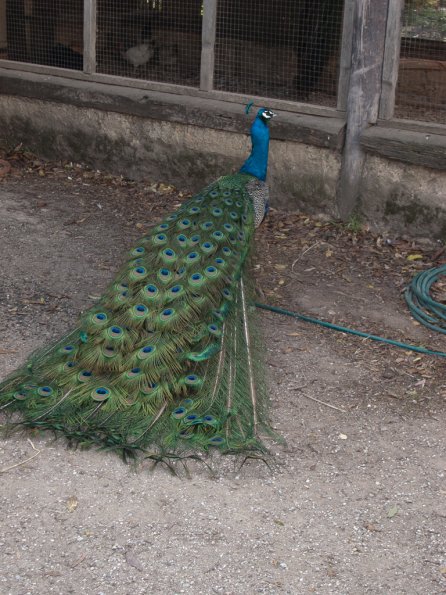 Peacock