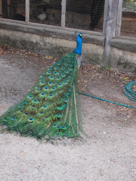 Peacock