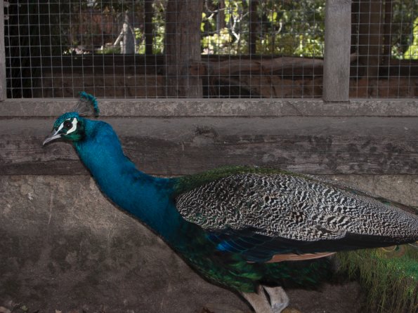 Peacock