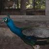 View the image: Peacock