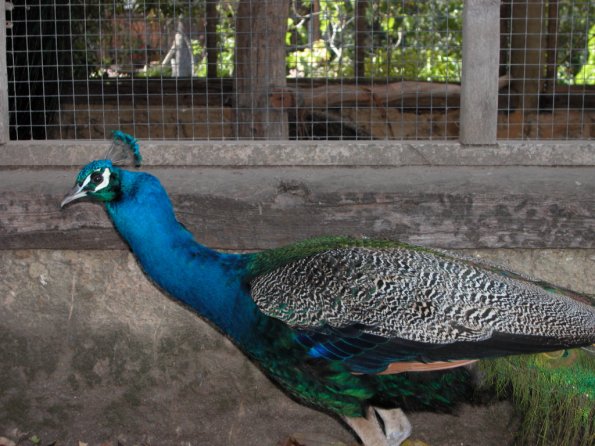 Peacock