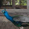 View the image: Peacock