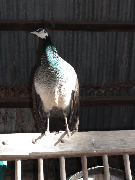 Peahen