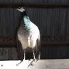 View the image: Peahen