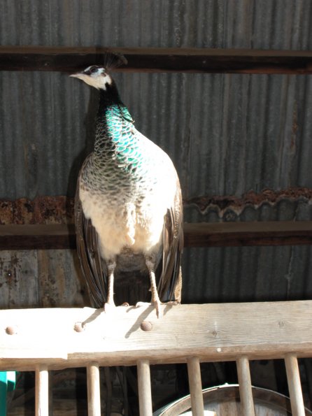 Peahen