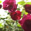 View the image: OLYMPUS DIGITAL CAMERA