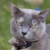 View the image: The un-sharpened Lovely Lizzie