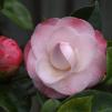 View the image: OLYMPUS DIGITAL CAMERA
