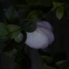 View the image: OLYMPUS DIGITAL CAMERA