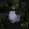 View the image: OLYMPUS DIGITAL CAMERA