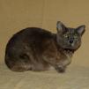 View the image: Lizzie under lights 6601 Square Full