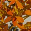 View the image: OLYMPUS DIGITAL CAMERA