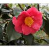 View the image: Olympus OM-D E-M1 MILC
