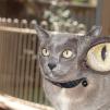 View the image: Rosa on cat tree with 100% crop of eye