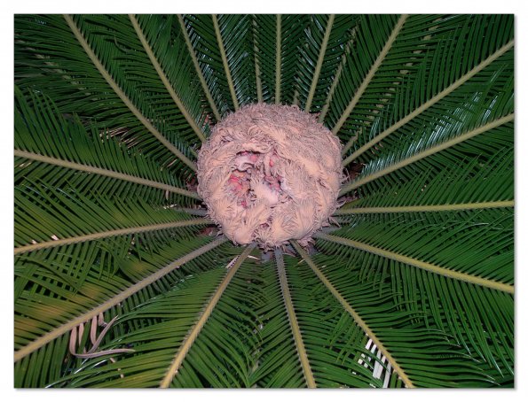 Cycad flower
