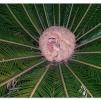 View the image: Cycad flower