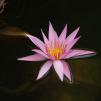 View the image: OLYMPUS DIGITAL CAMERA