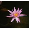View the image: OLYMPUS E-1