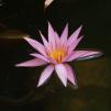 View the image: OLYMPUS DIGITAL CAMERA