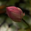View the image: OLYMPUS DIGITAL CAMERA
