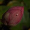 View the image: OLYMPUS DIGITAL CAMERA