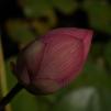 View the image: OLYMPUS DIGITAL CAMERA
