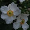 View the image: OLYMPUS DIGITAL CAMERA