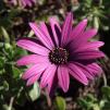 View the image: OLYMPUS E-30
