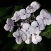 View the image: OLYMPUS DIGITAL CAMERA