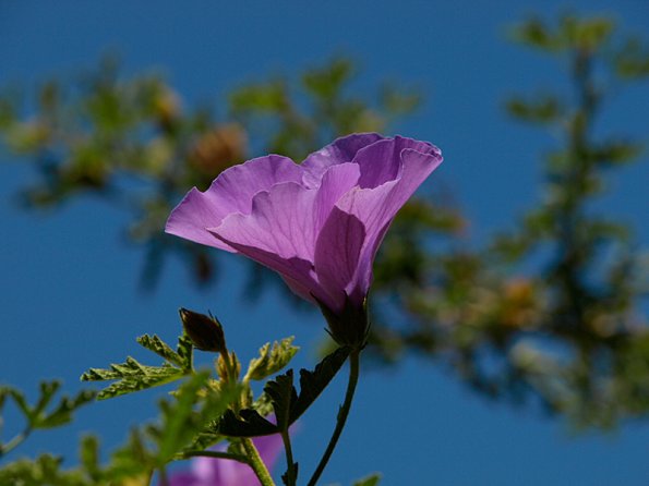 Purple flower