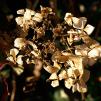 View the image: OLYMPUS DIGITAL CAMERA