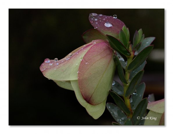 Pimelea physodes, Qualup Bell