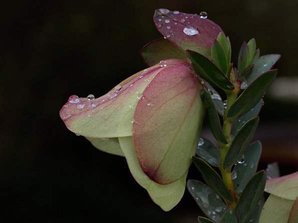Pimelea physodes
