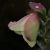 View the image: Pimelea physodes