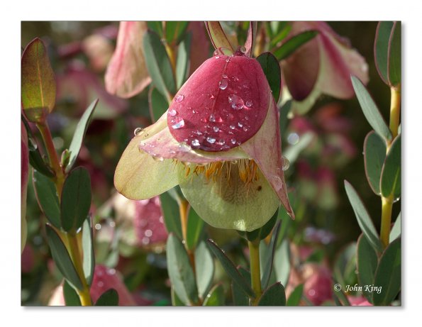 Pimelea physodes, Qualup Bell