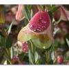 View the image: Pimelea physodes, Qualup Bell