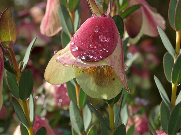 Pimelea physodes