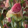 View the image: Pimelea physodes