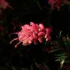 View the image: OLYMPUS DIGITAL CAMERA