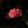 View the image: OLYMPUS DIGITAL CAMERA