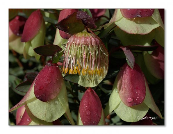 Pimelea physodes, Qualup Bell